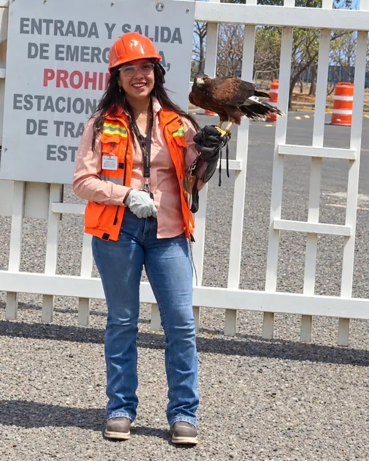 Cetrera de Ozetta con casco y chaleco de seguridad y un halcón Harris propio en el guante, en un servicio de cetrería en una planta de León