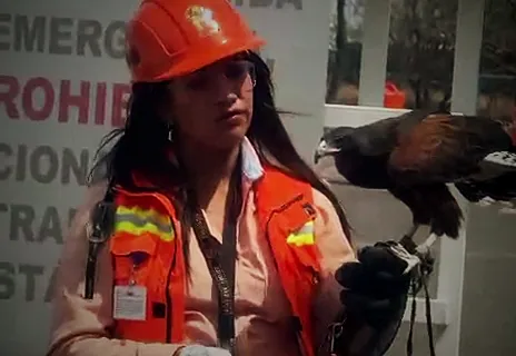 Cetrera de Ozetta con casco y chaleco y un halcón Harris en el guante, en una planta industrial