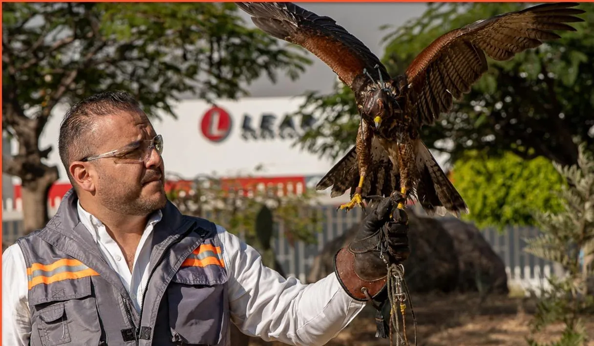 Cetrero de Ozetta con un halcón Harris de alas abiertas posado en su guante, frente a una planta industrial en León
