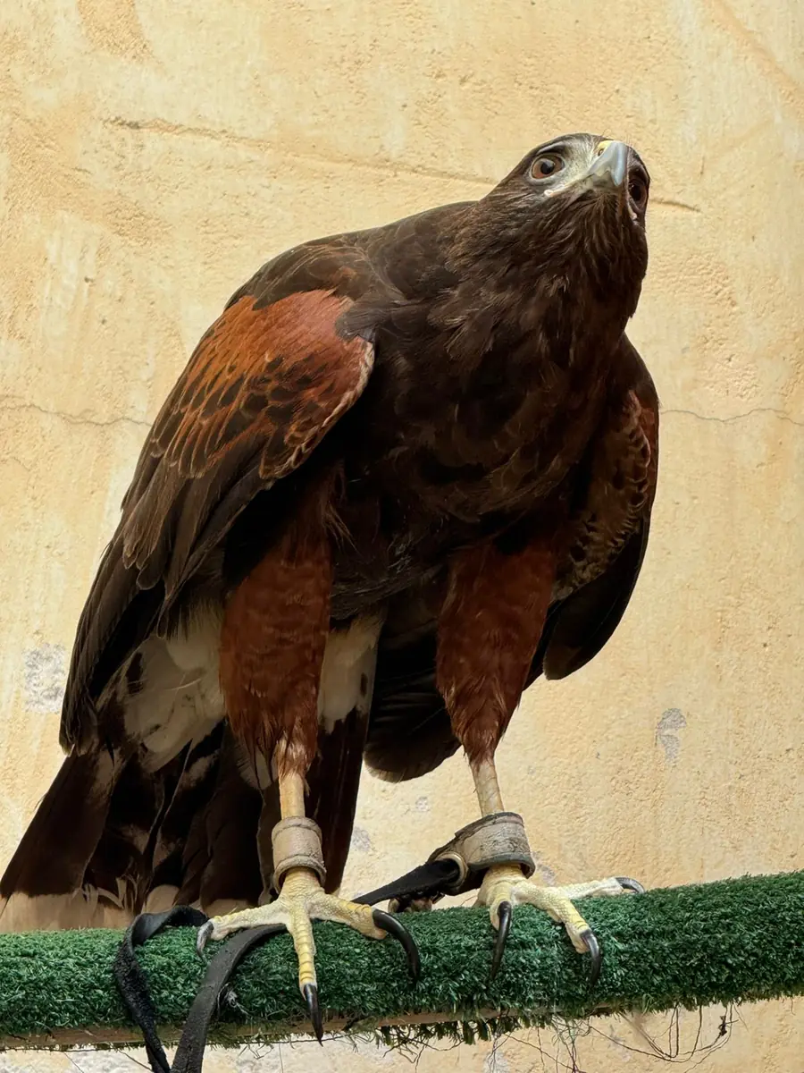 Halcón Harris de Ozetta en su percha mirando hacia el cielo, listo para el control de palomas con cetrería en León